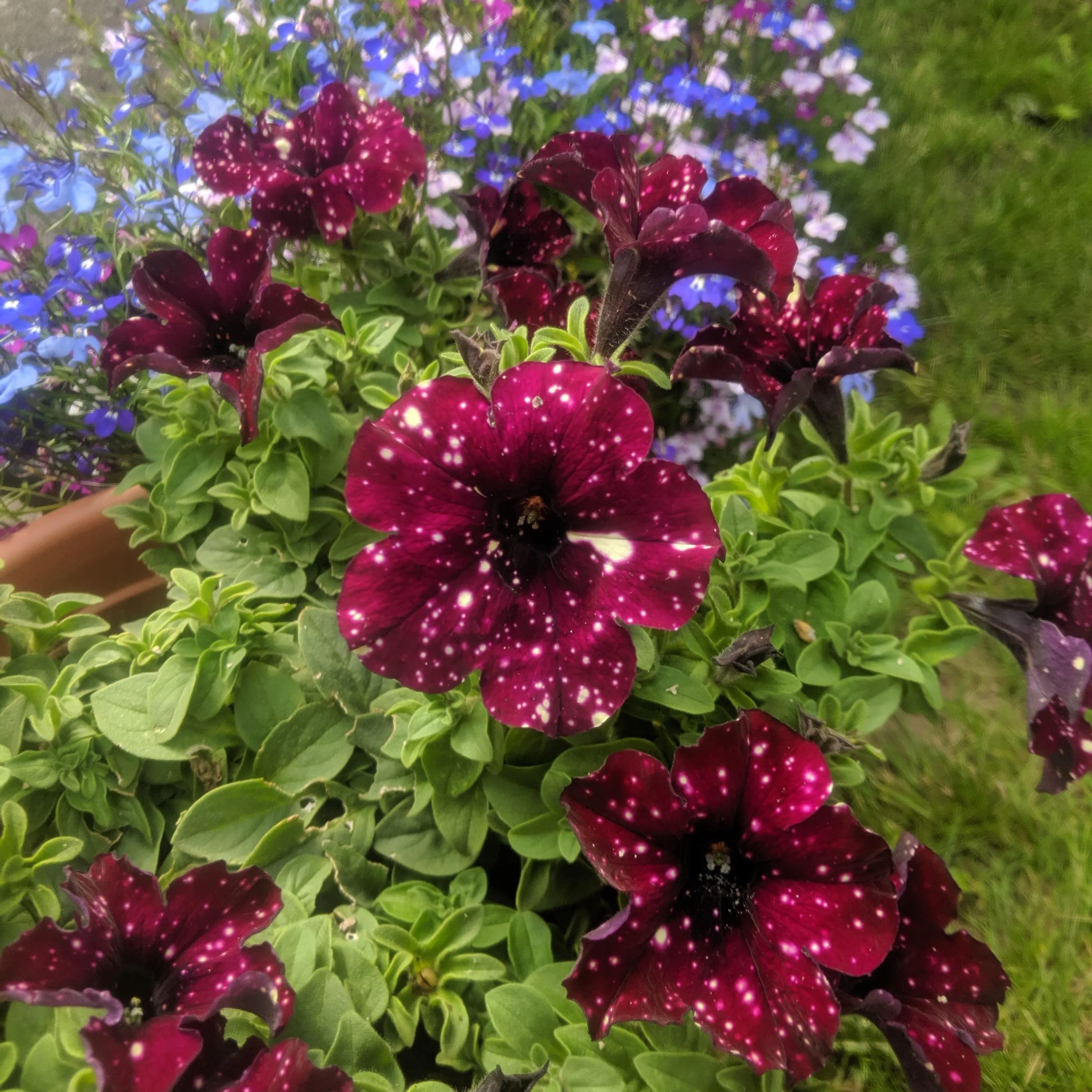 Petunia-Starry Sky Family-Thunder Starry Sky Seeds