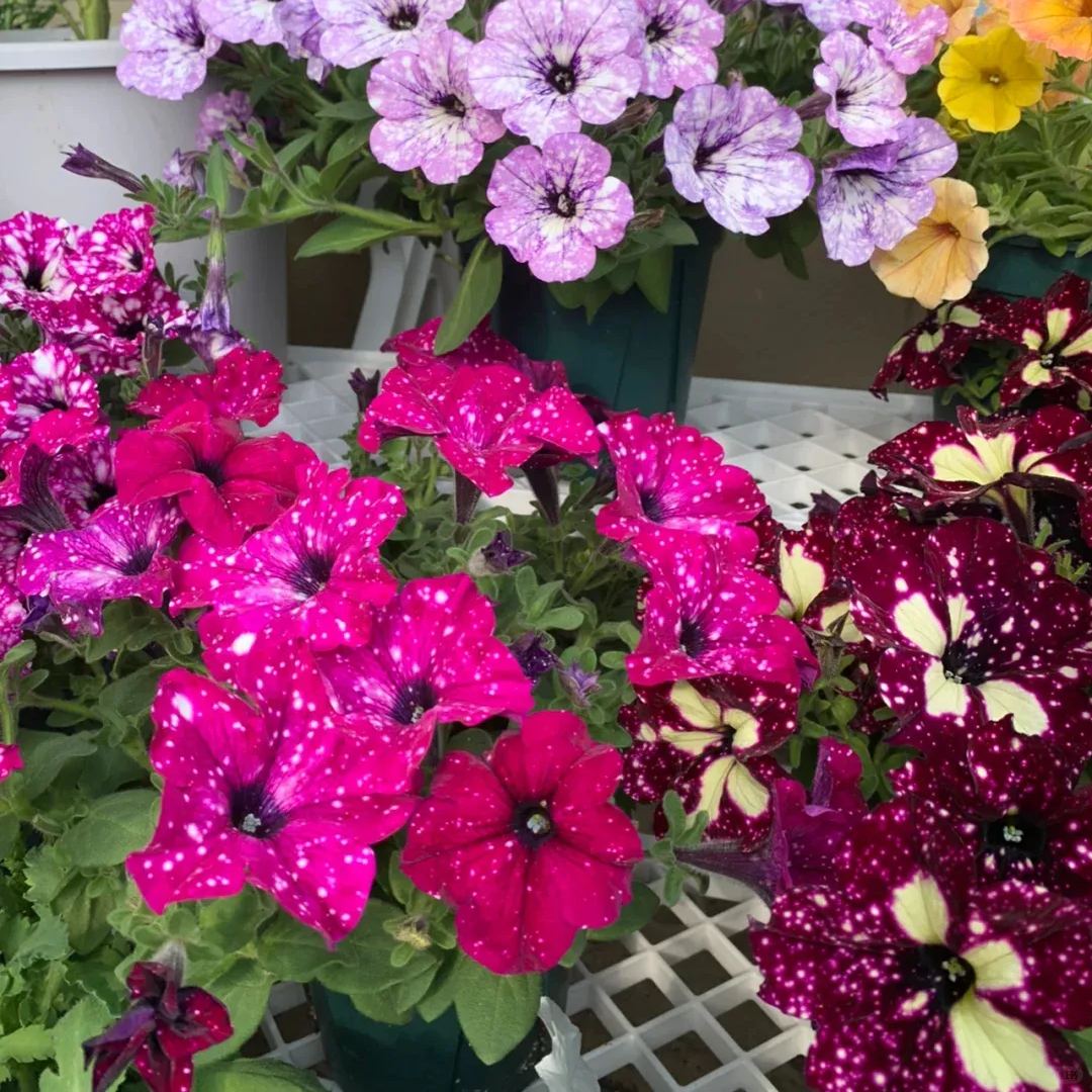 Petunia-Starry Sky Family-Family Portrait Seeds