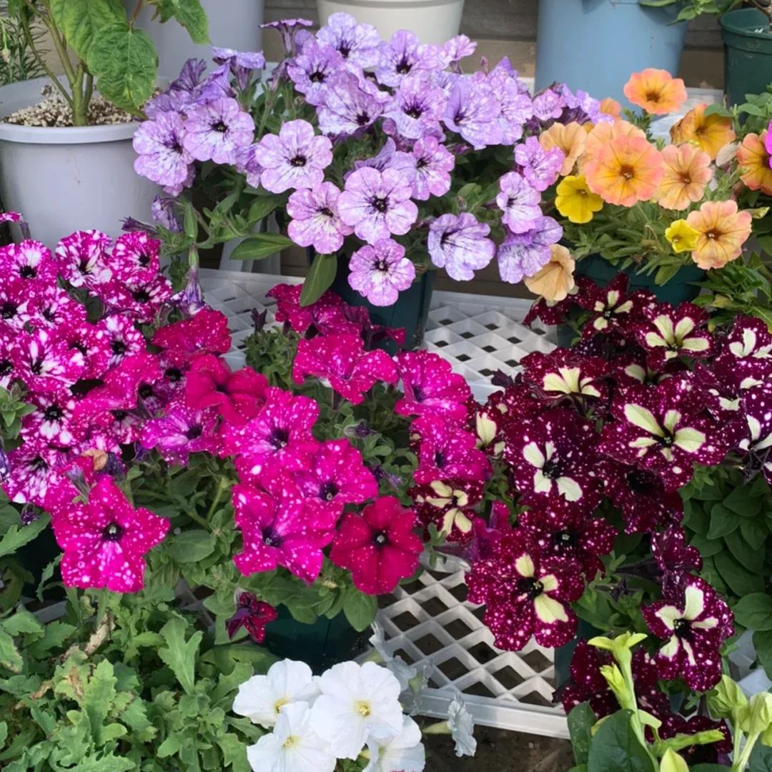 Petunia-Starry Sky Family-Family Portrait Seeds