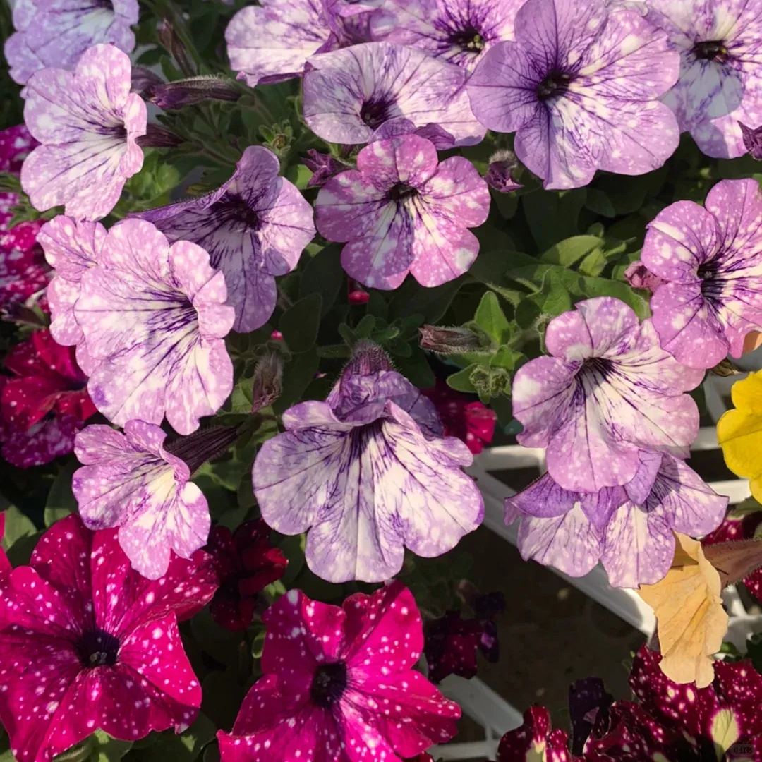 Petunia-Starry Sky Family-Family Portrait Seeds