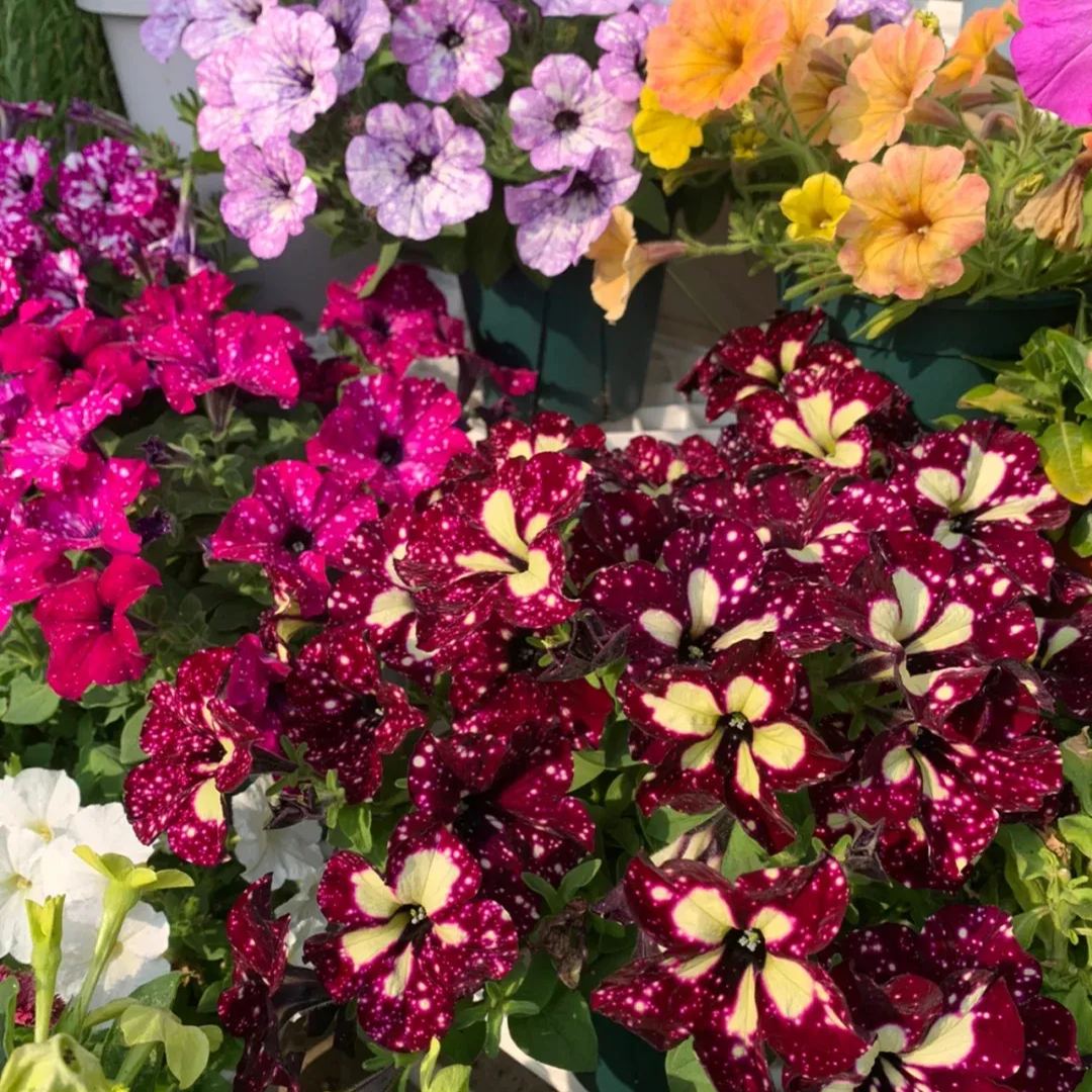 Petunia-Starry Sky Family-Family Portrait Seeds