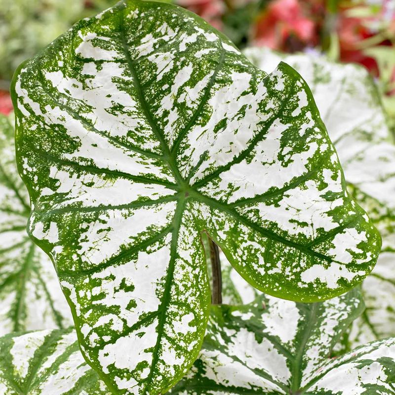 Caladium 'White Christmas'