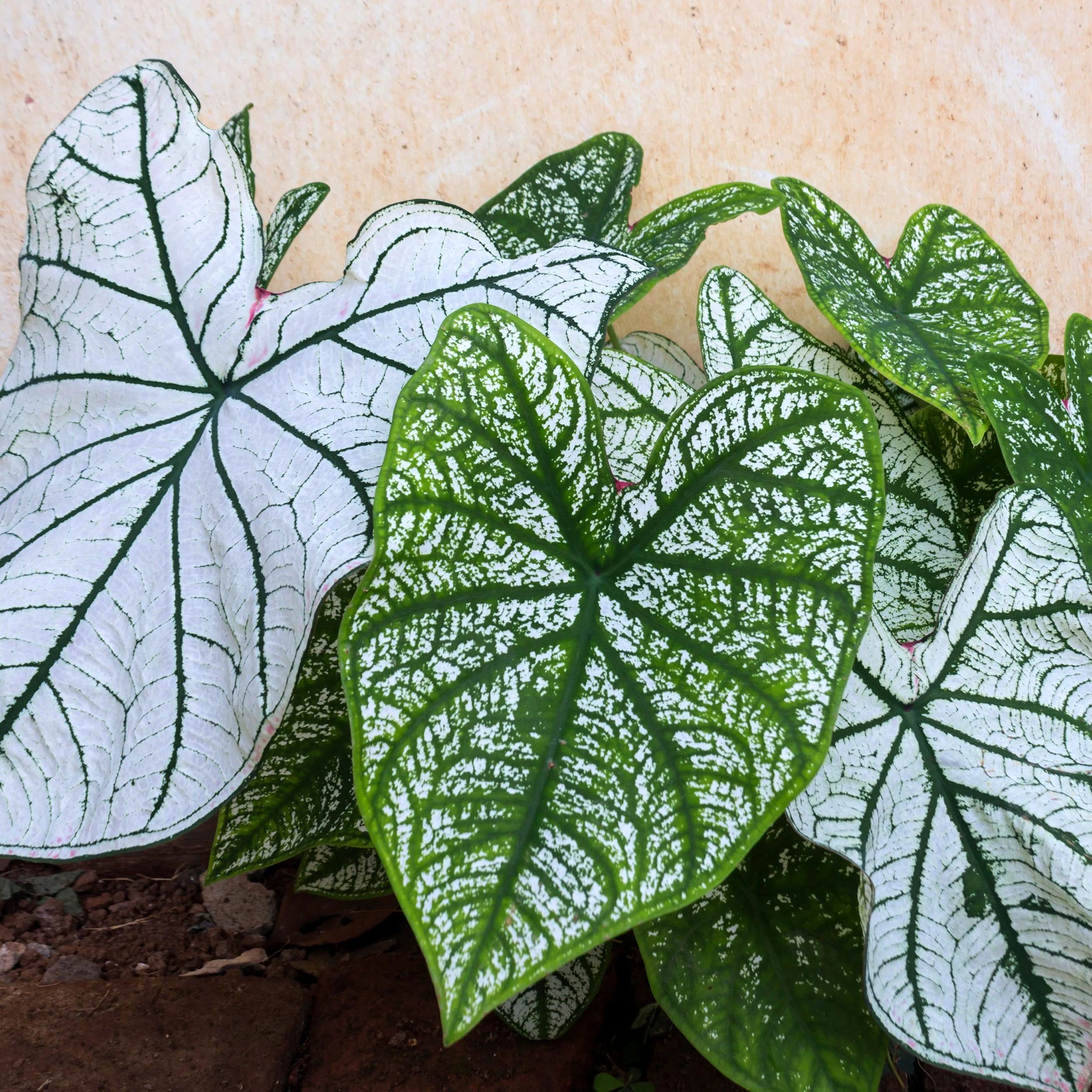 Caladium 'White Christmas'