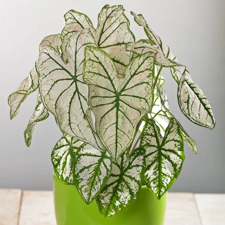 Caladium 'White Christmas'