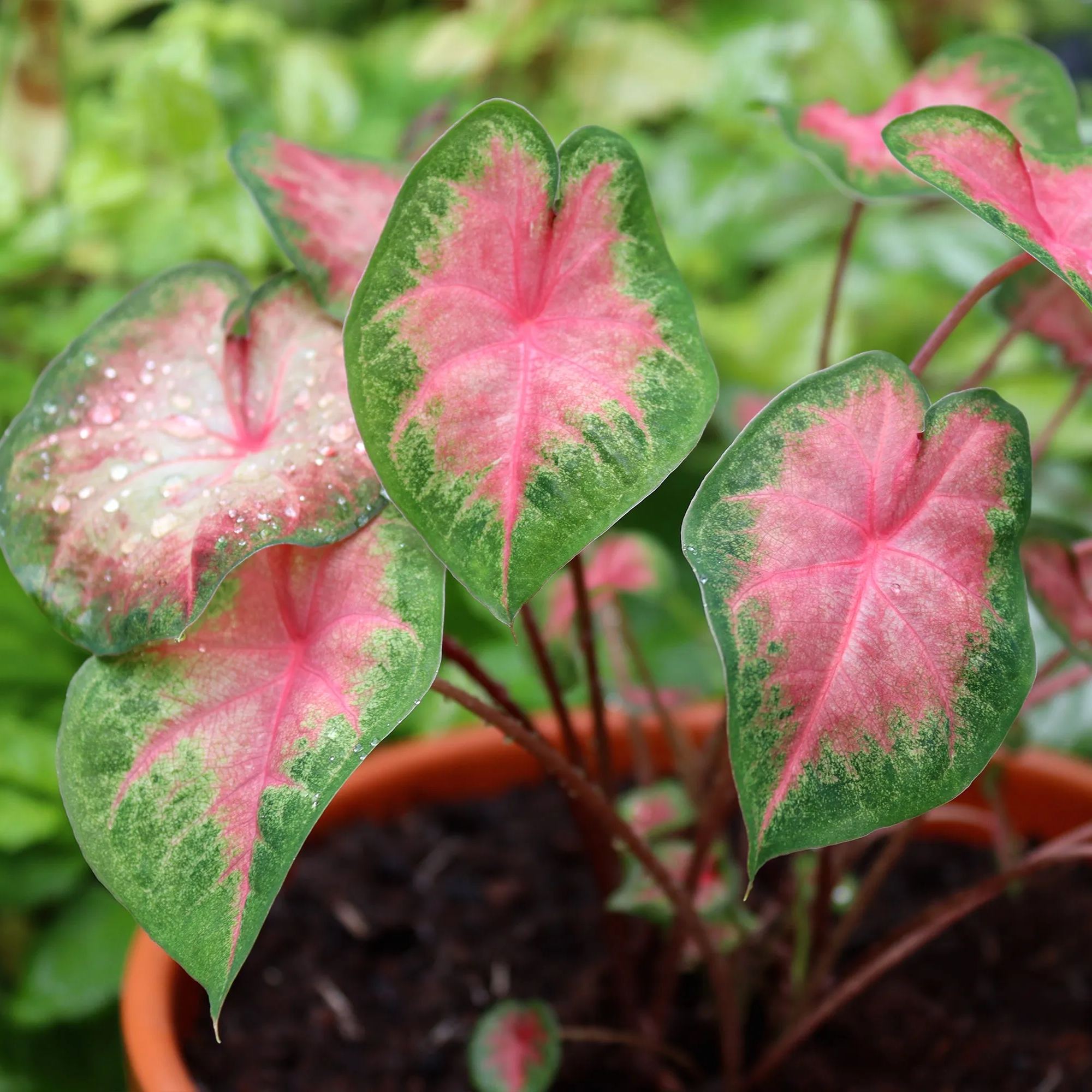 Caladium 'Freida Hemple'