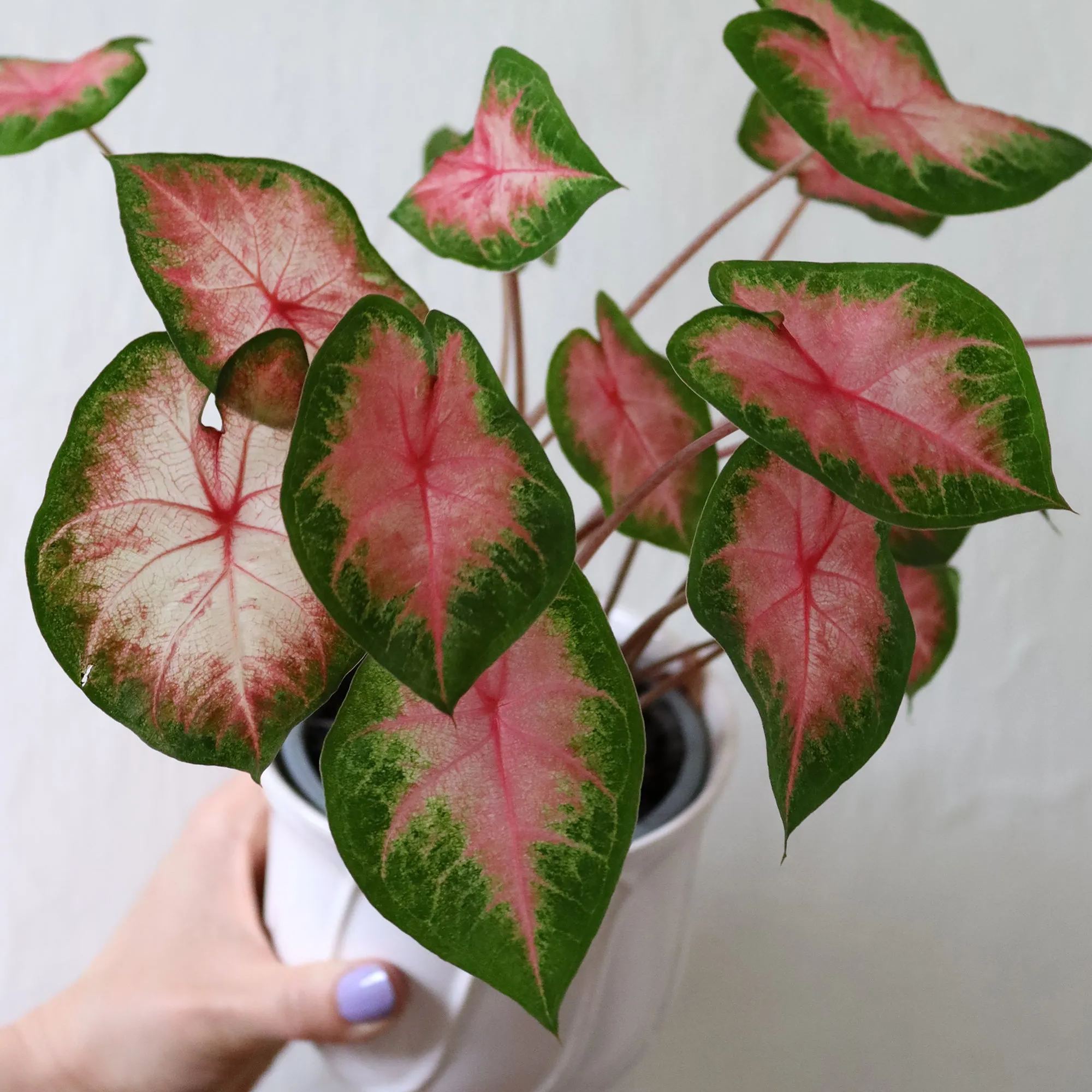 Caladium 'Freida Hemple'