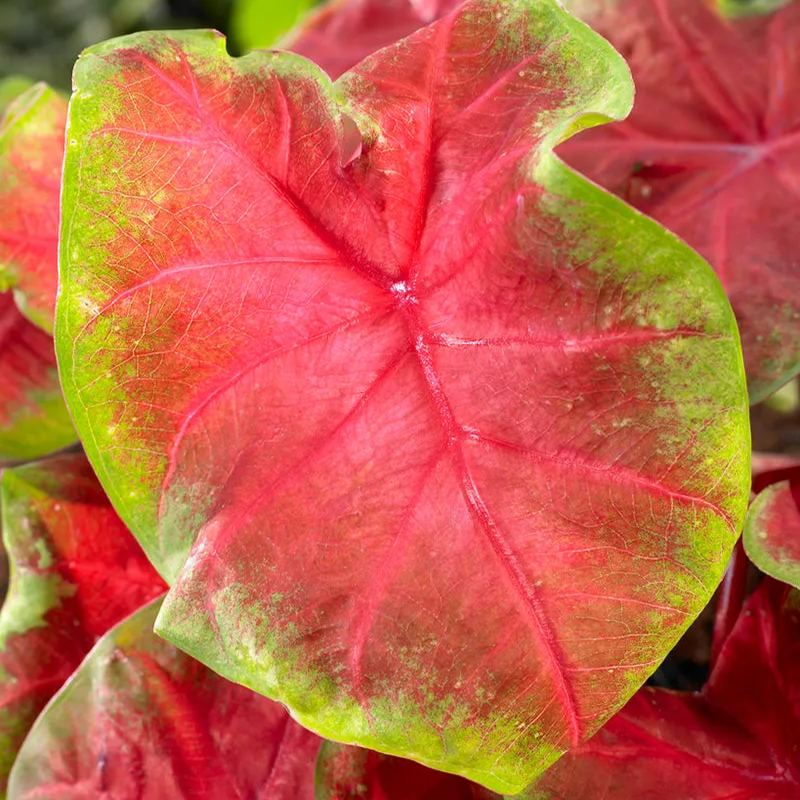 Caladium 'Freida Hemple'