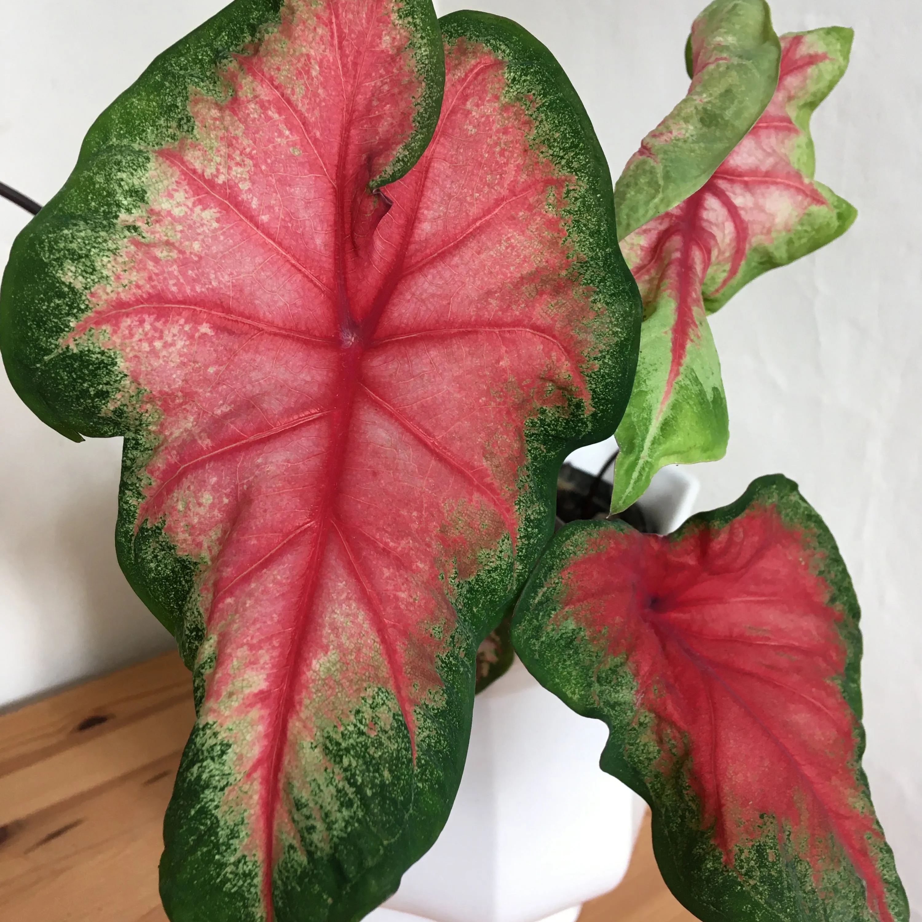 Caladium 'Freida Hemple'