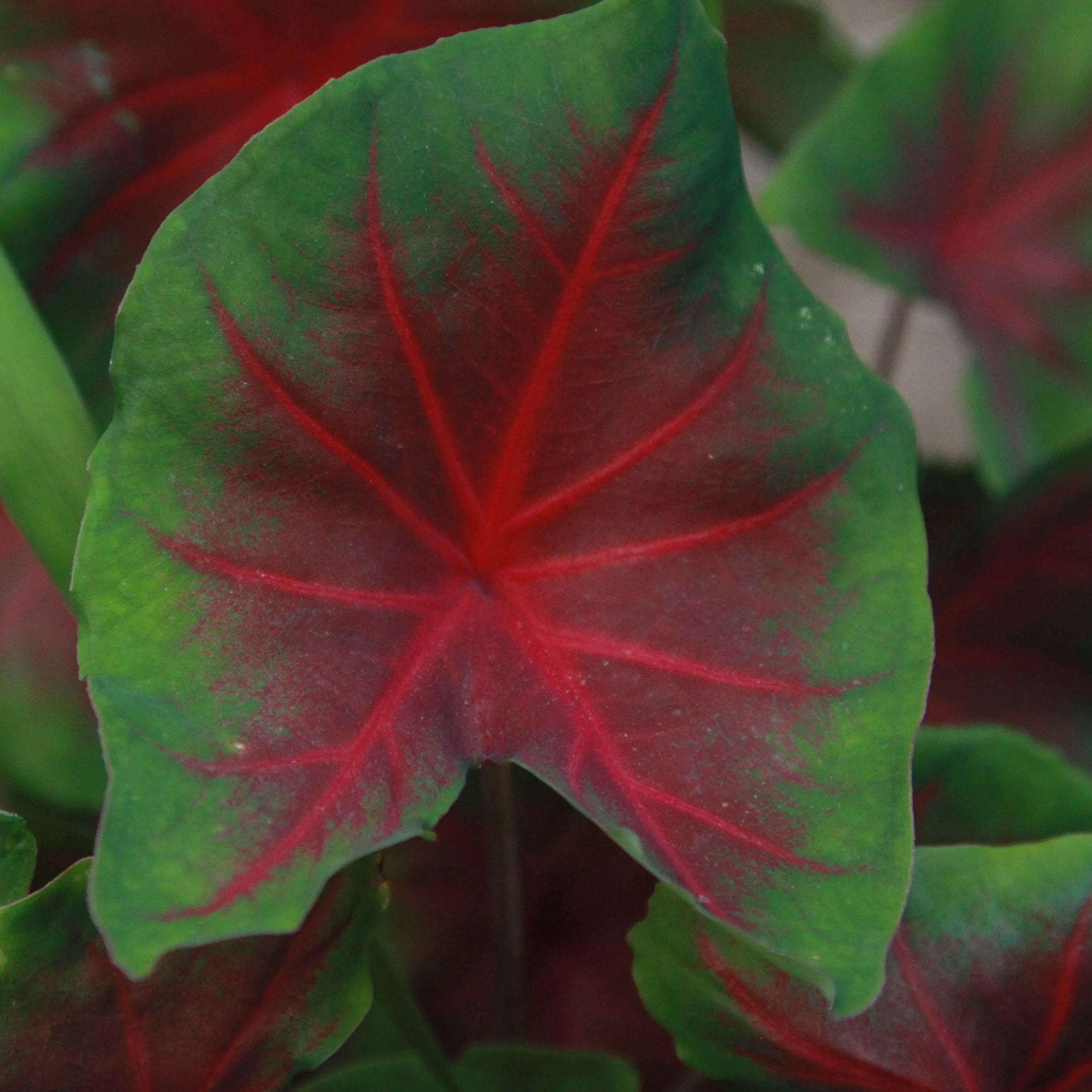 Caladium 'Freida Hemple'