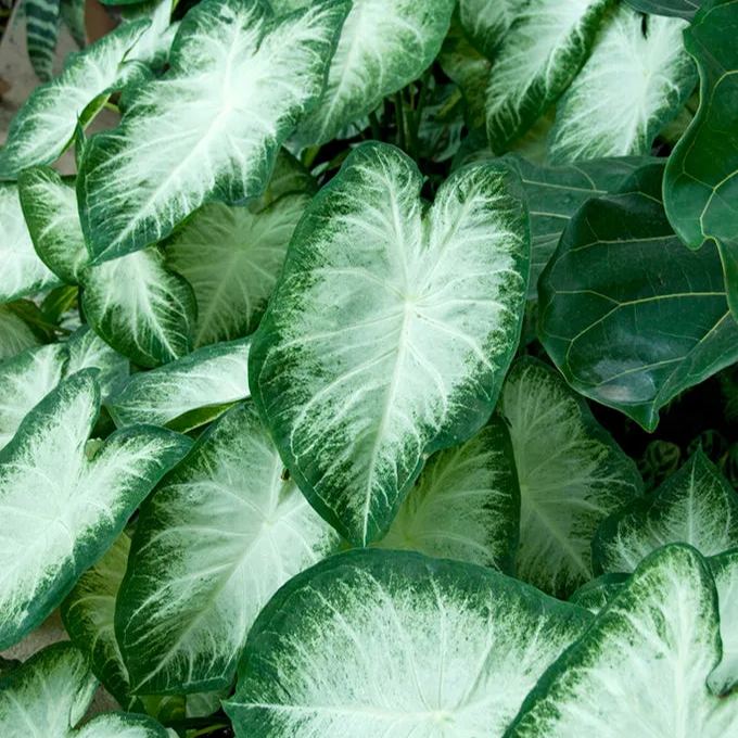 Caladium 'Aaron'