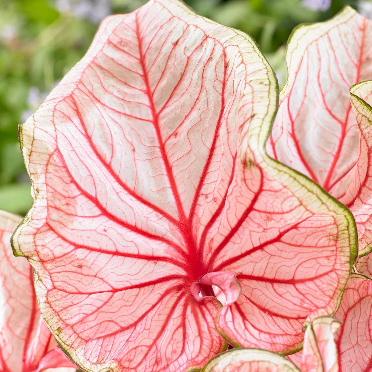 Caladium 'Florida Sweetheart'