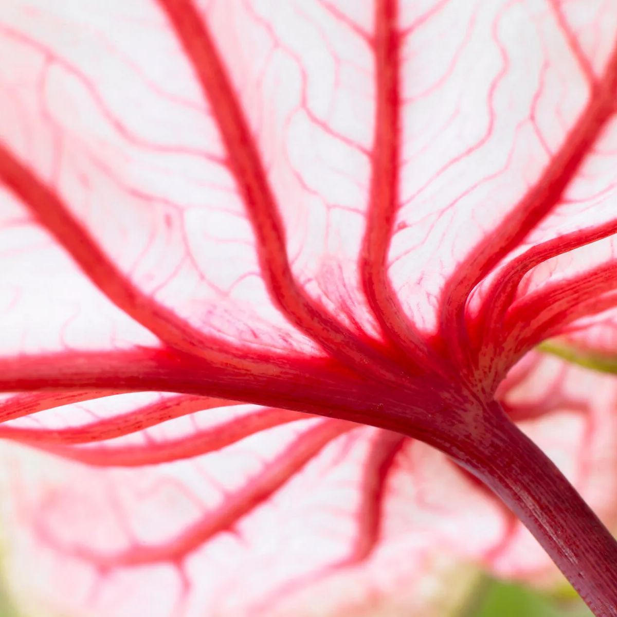 Caladium 'Florida Sweetheart'