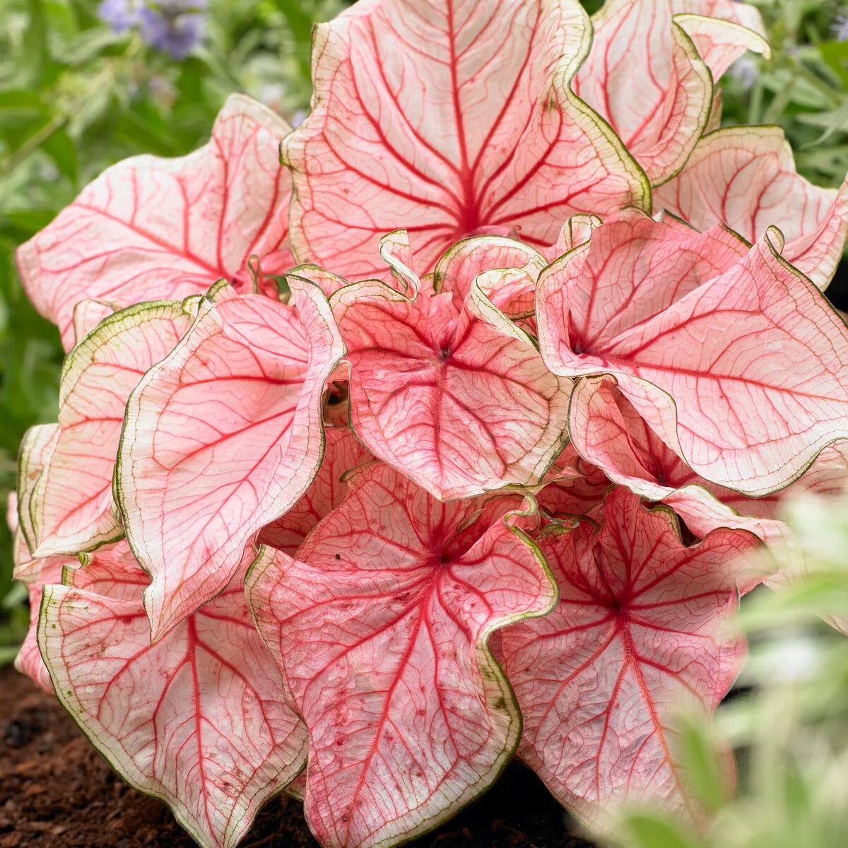 Caladium 'Florida Sweetheart'