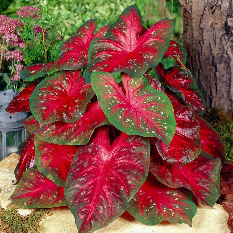 Caladium 'Red Flash'