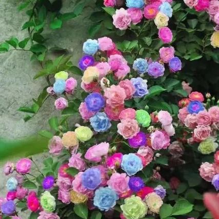 52% OFF✨100 Pcs Rare Climbing Rose Seeds🌹