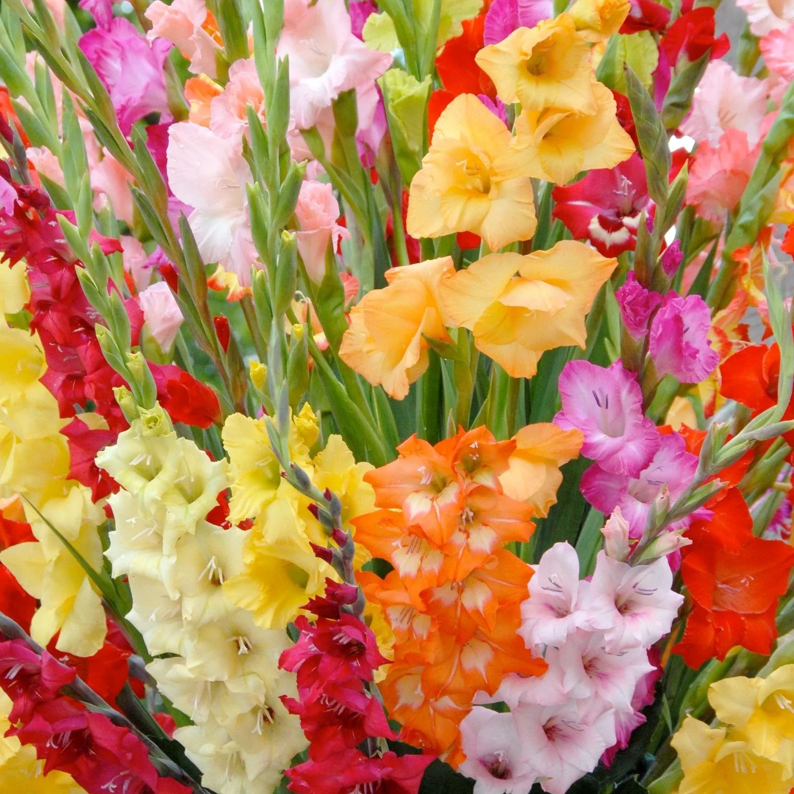 Gladiolus 'Mixed Colours'