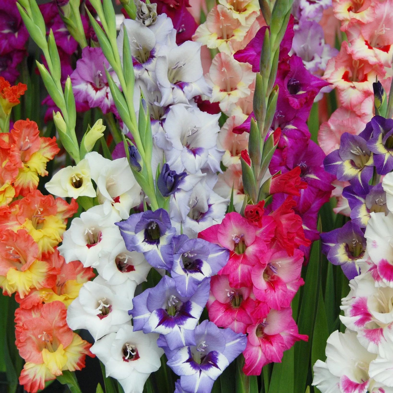 Gladiolus 'Mixed Colours'