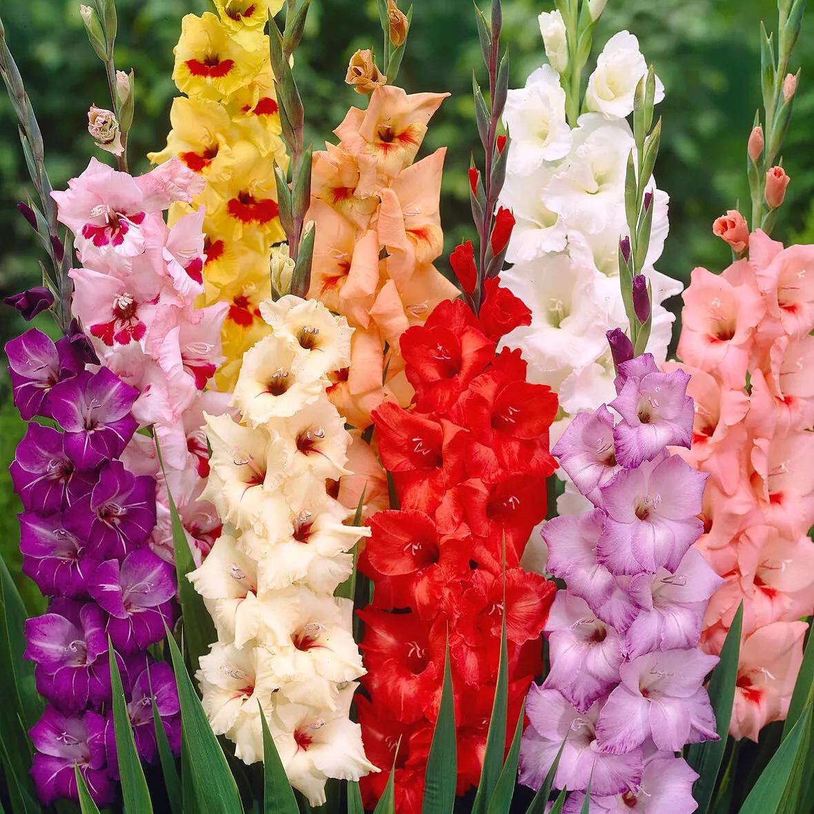 Gladiolus 'Mixed Colours'