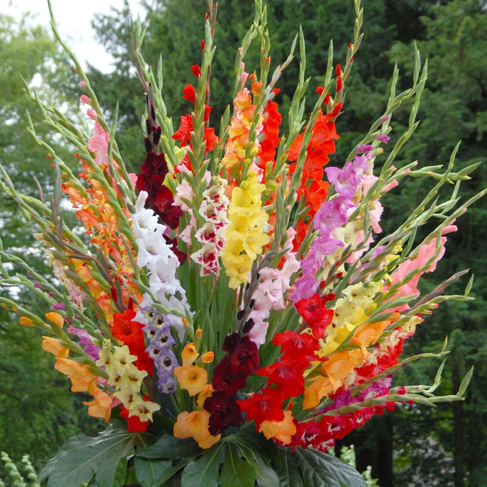 Gladiolus 'Mixed Colours'