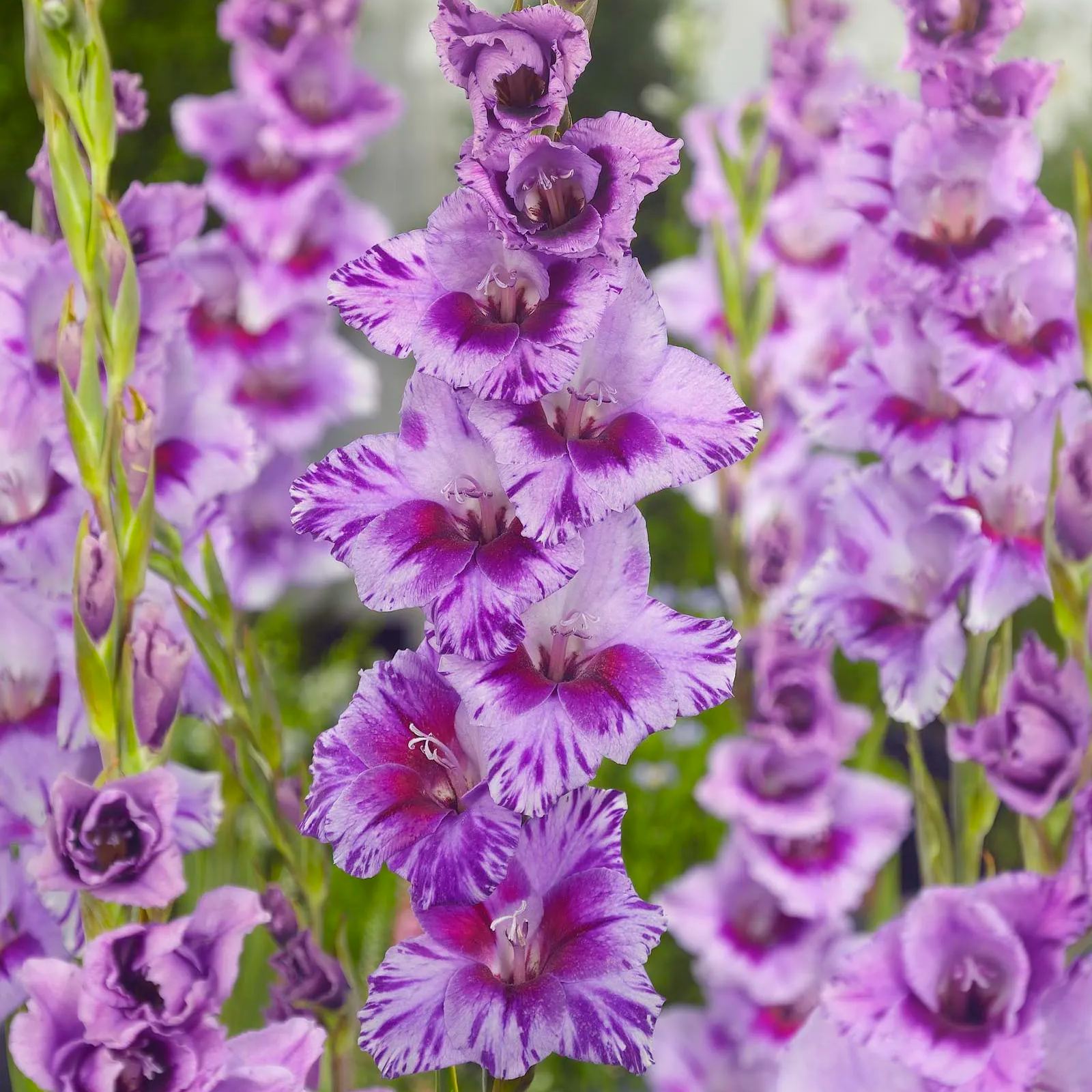 Gladiolus 'Passos'