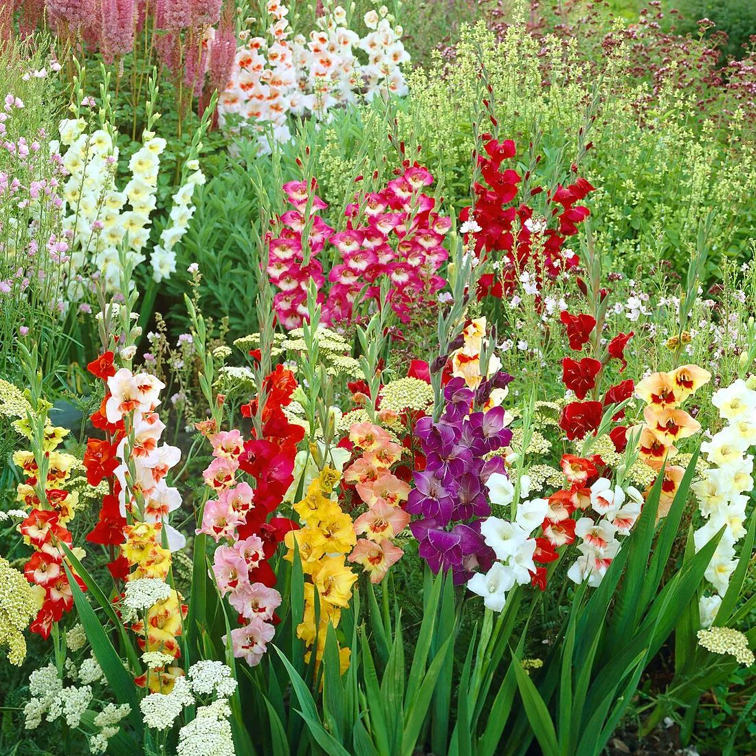 Gladiolus 'Butterfly Mixed'