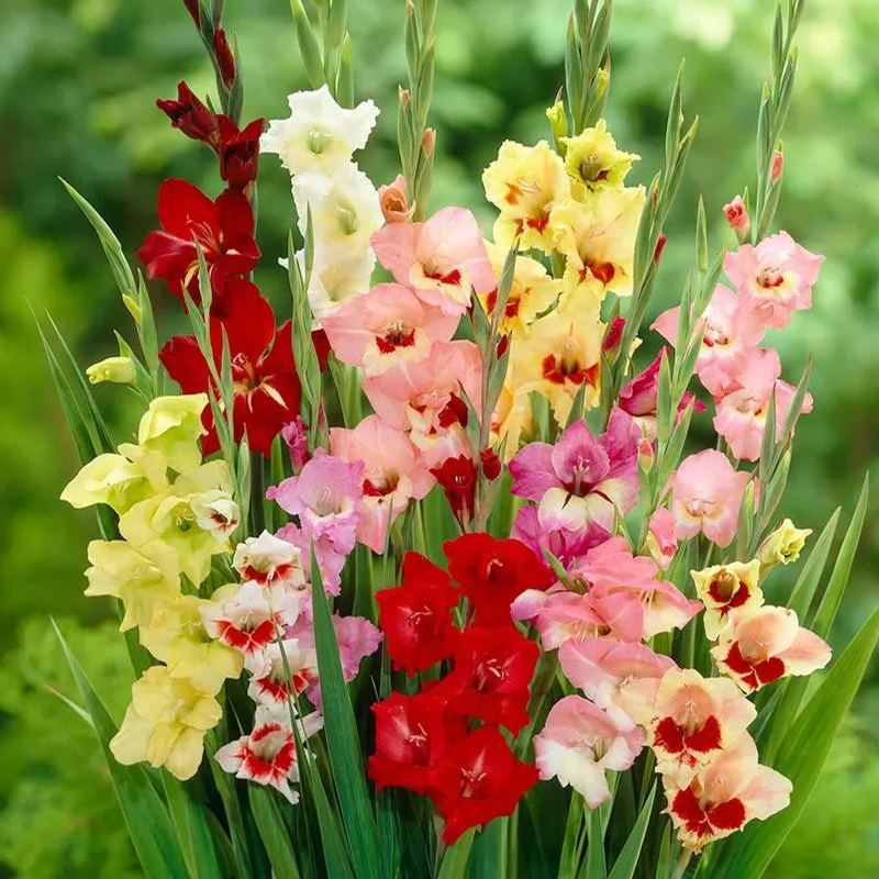 Gladiolus 'Butterfly Mixed'