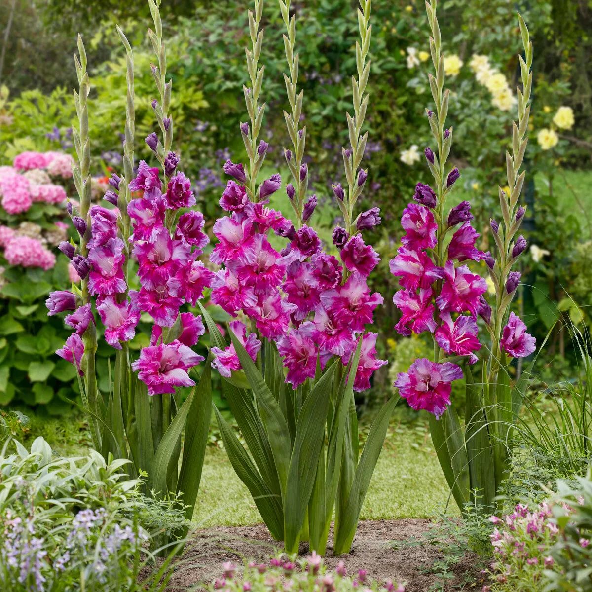 Gladiolus 'Purple Art'