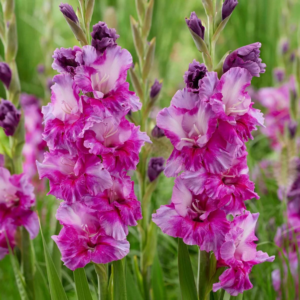Gladiolus 'Purple Art'