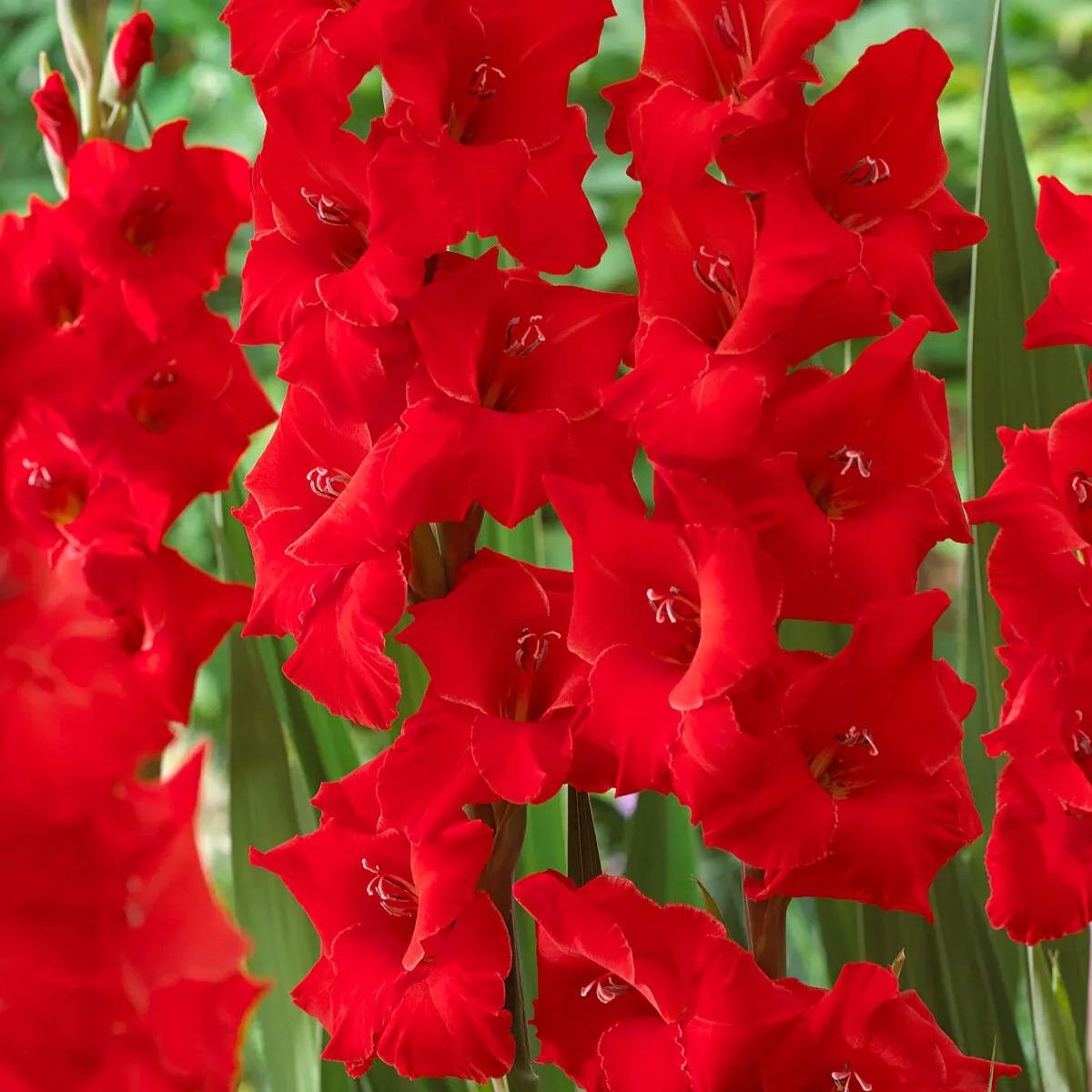 Gladiolus 'Advance'