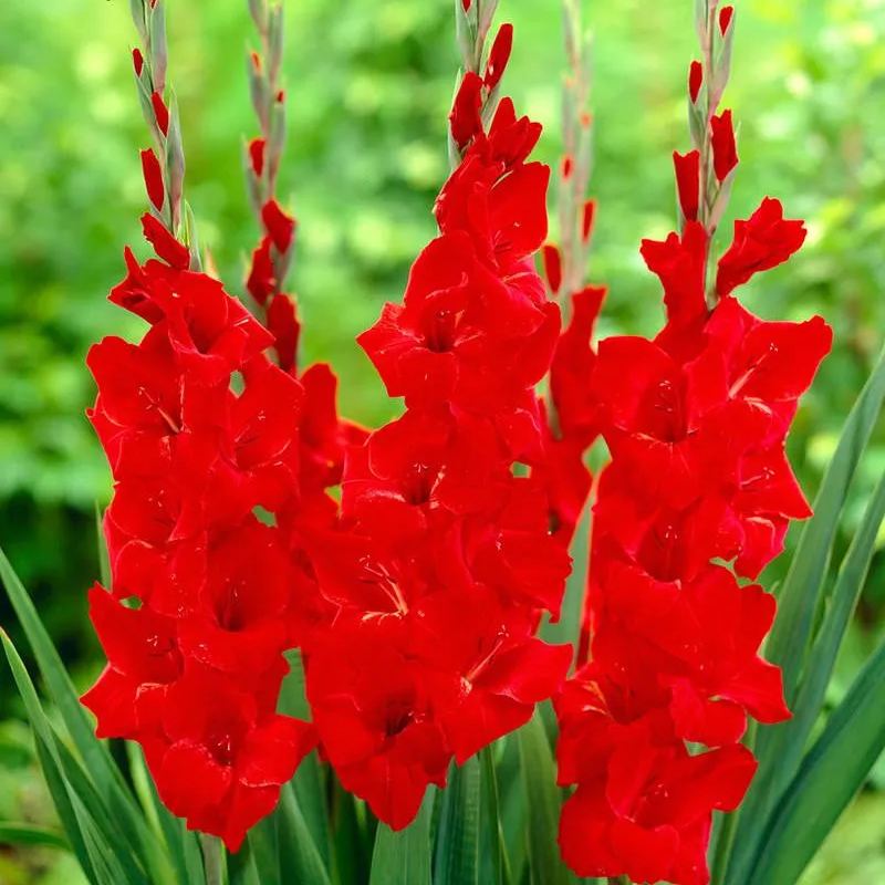 Gladiolus 'Advance'