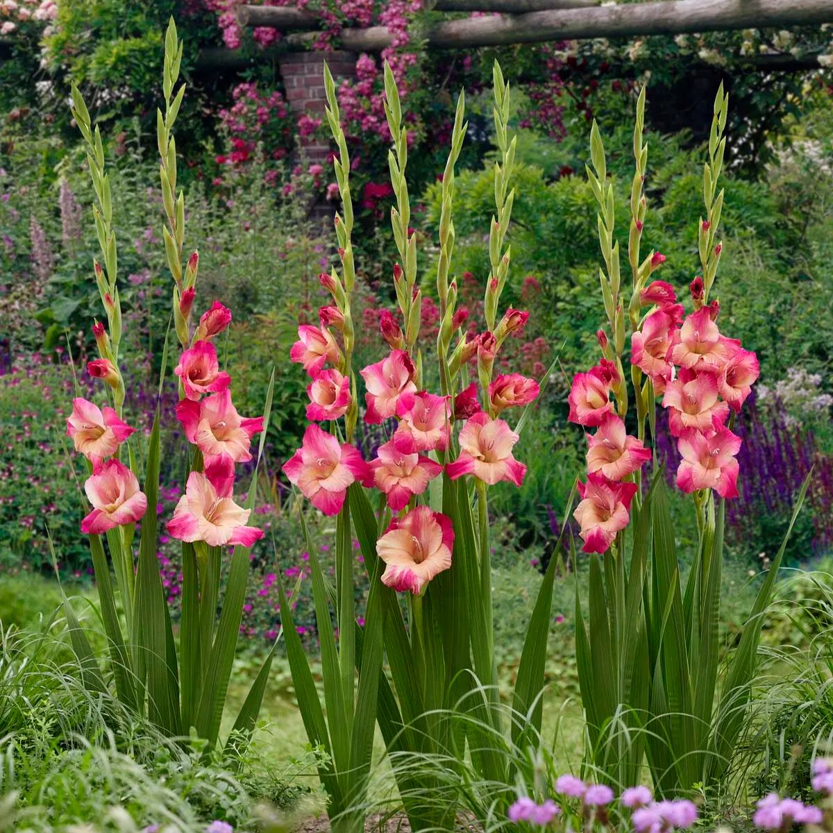 Gladiolus 'Apricot Bubblegum'
