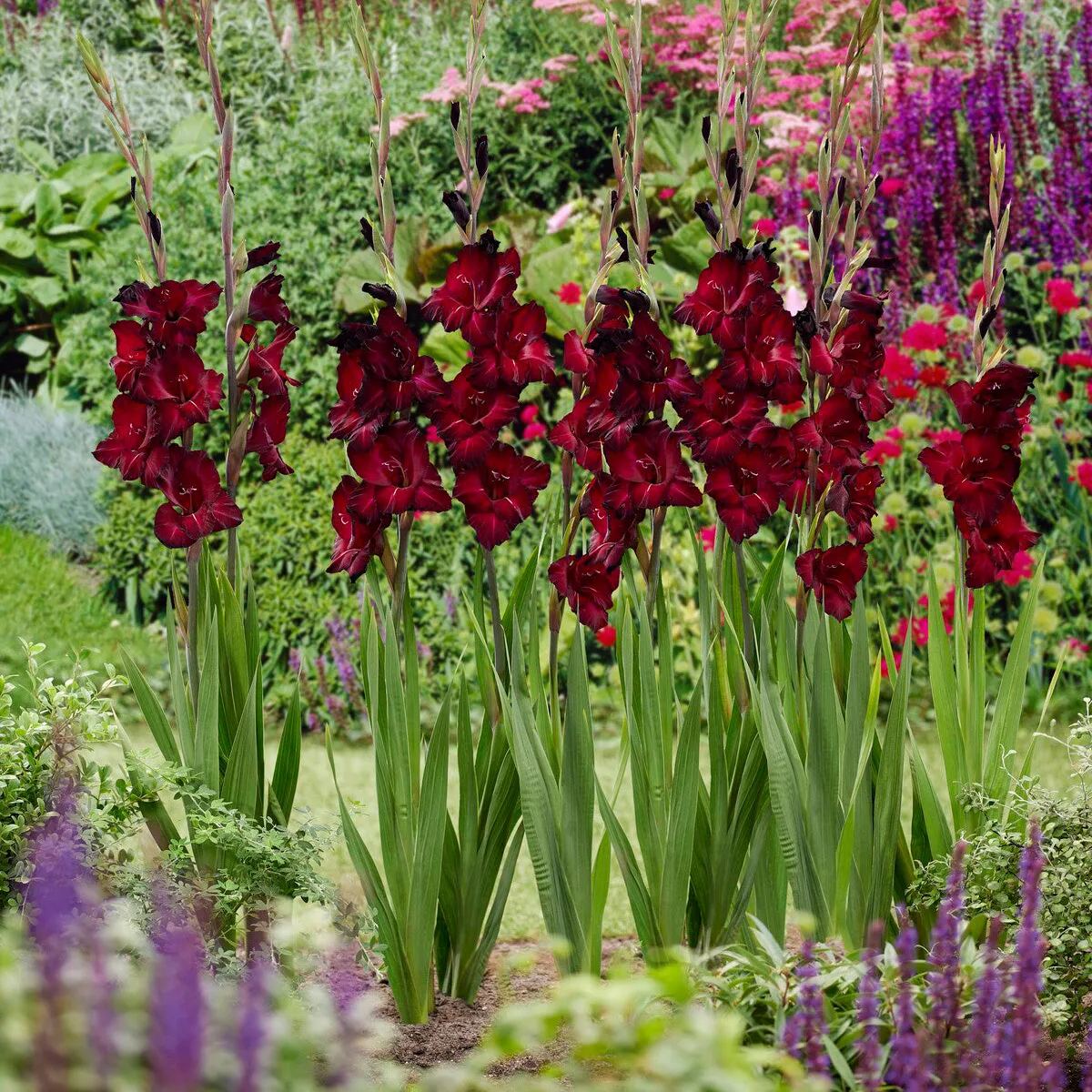 Gladiolus 'Black Star'
