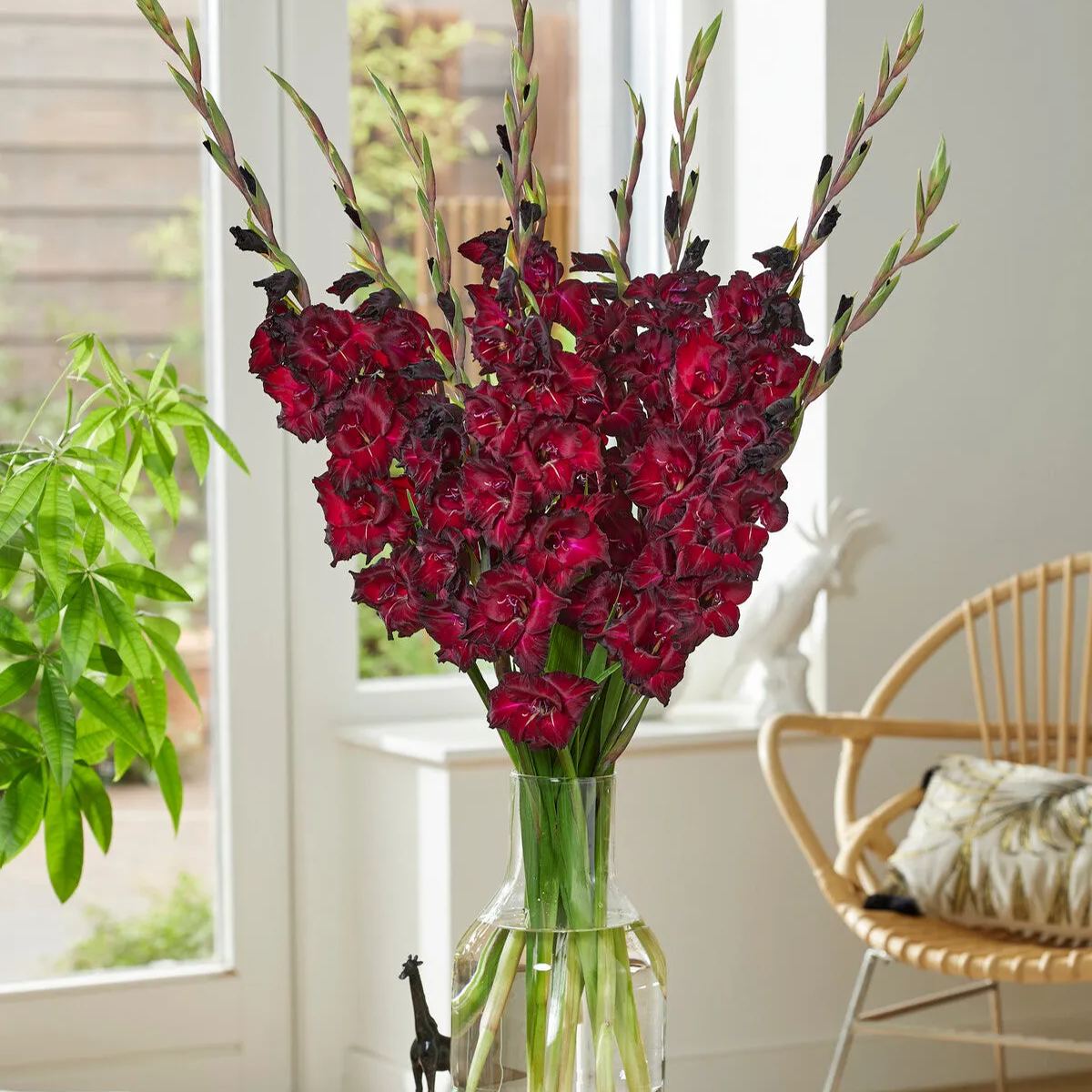 Gladiolus 'Black Star'