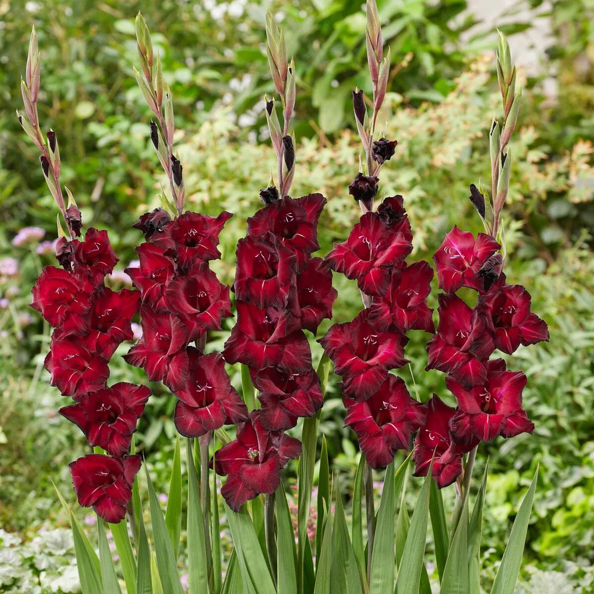 Gladiolus 'Black Star'