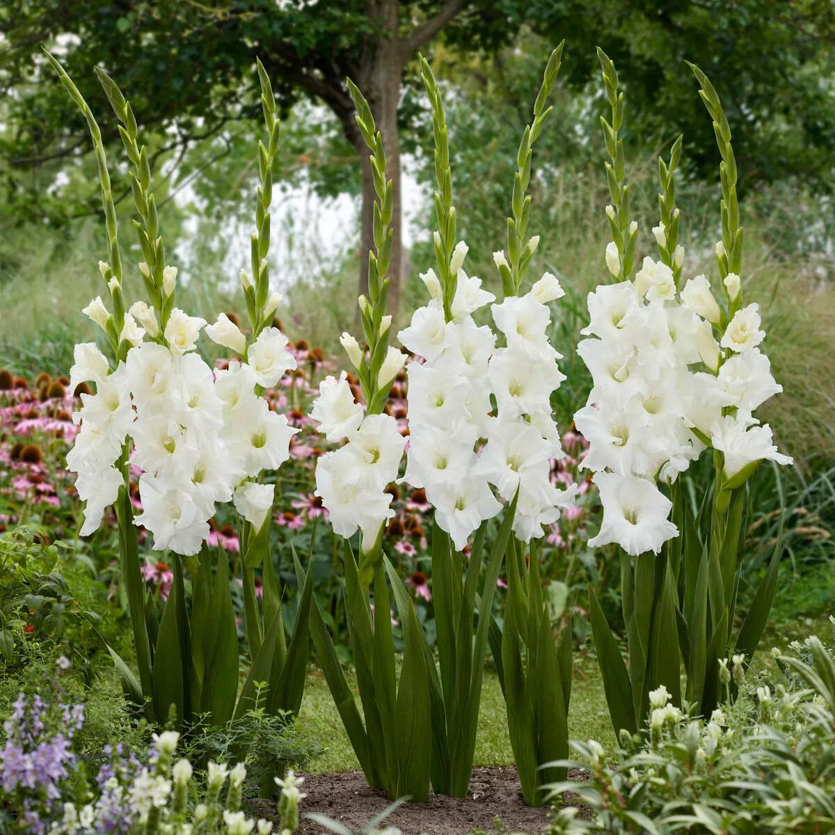 Gladiolus 'Essential'