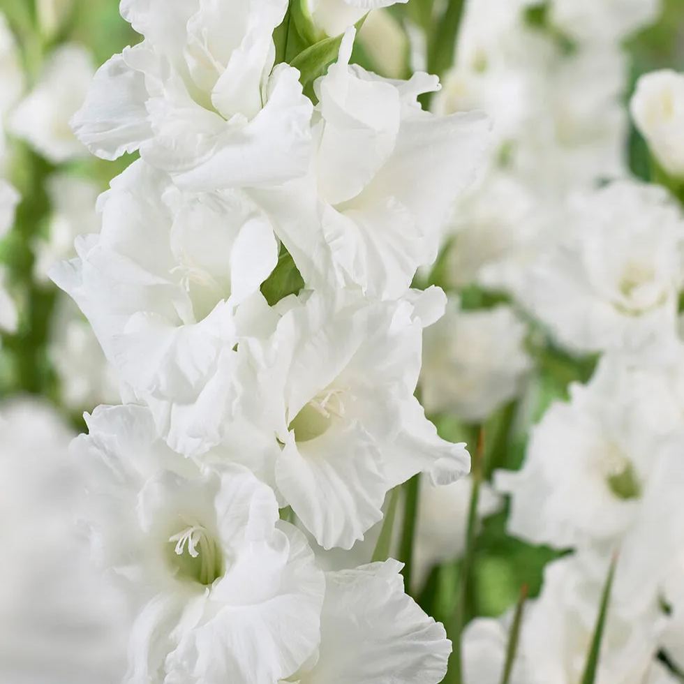 Gladiolus 'Essential'