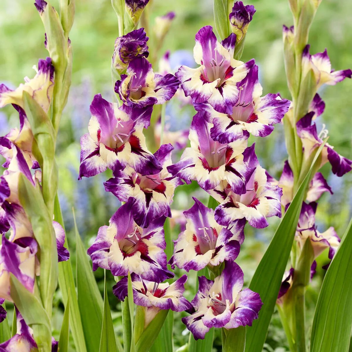 Gladiolus 'Circus Color'