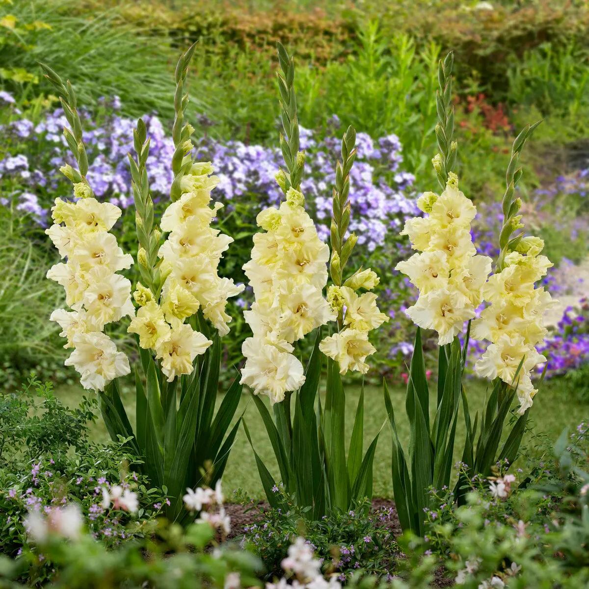 Gladiolus 'Happy Touch'