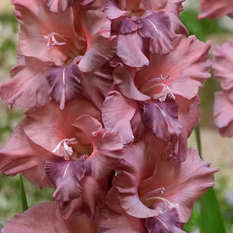 Gladiolus 'Rusty Chestnut'