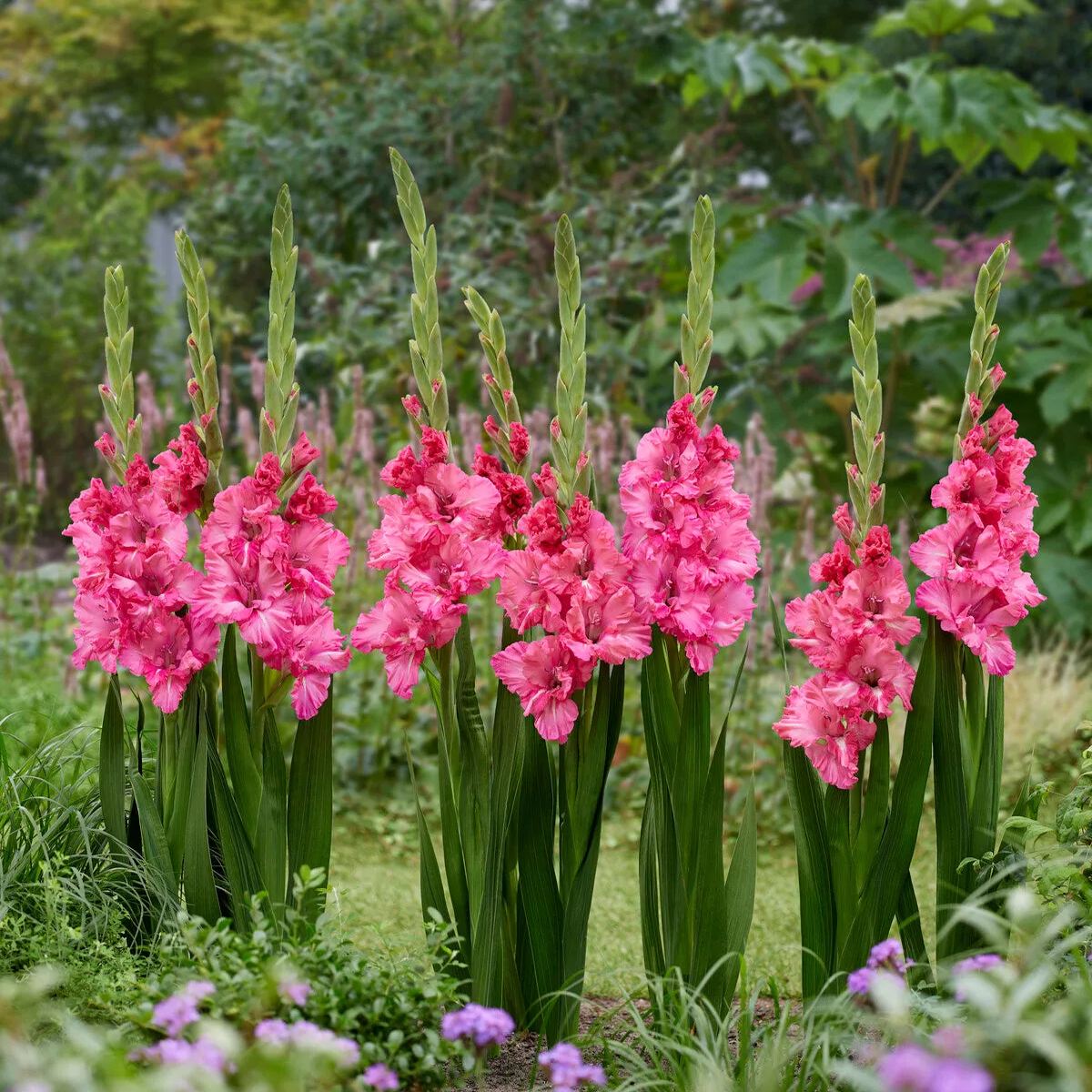 Gladiolus 'Sweet Love'