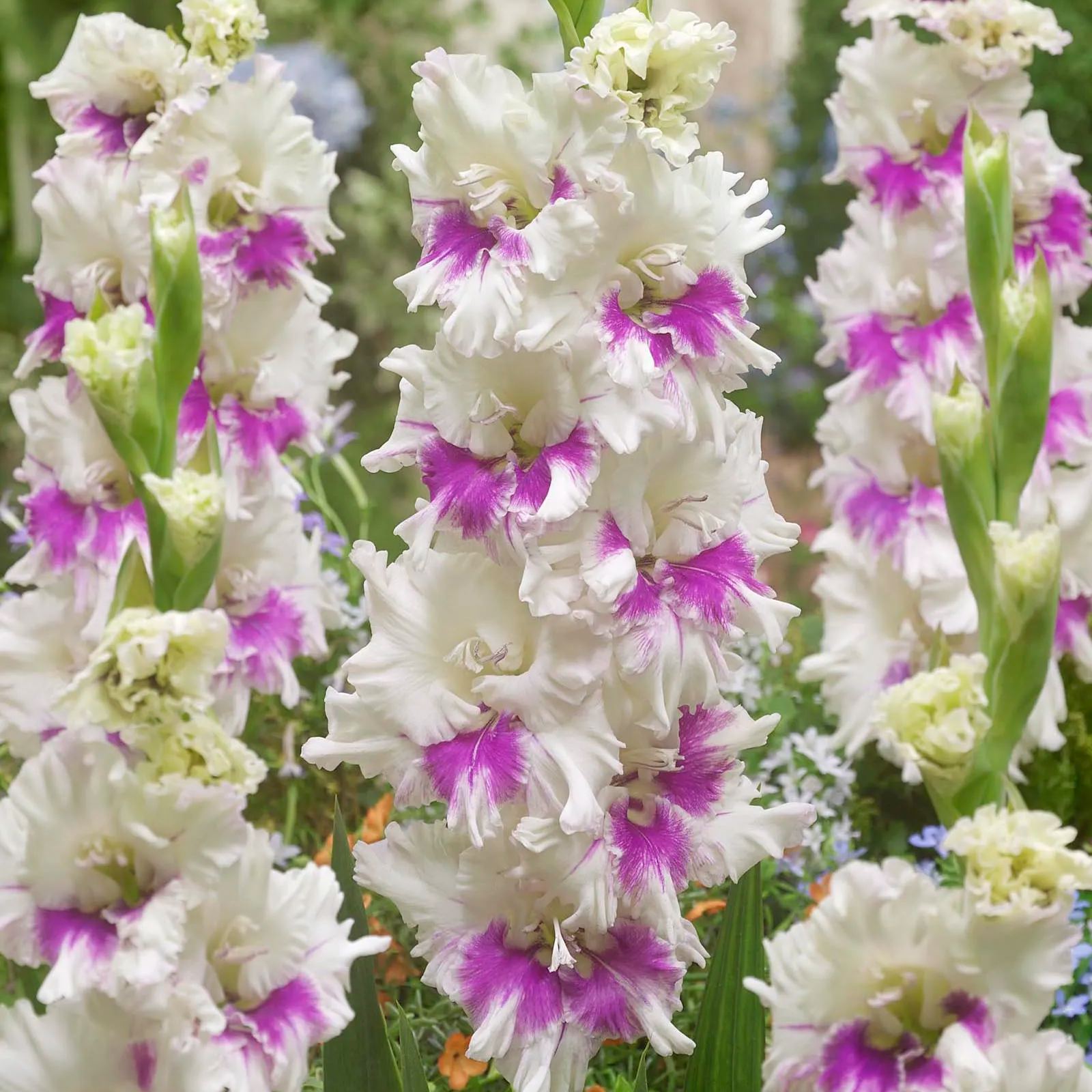 Gladiolus 'Violet Heart'