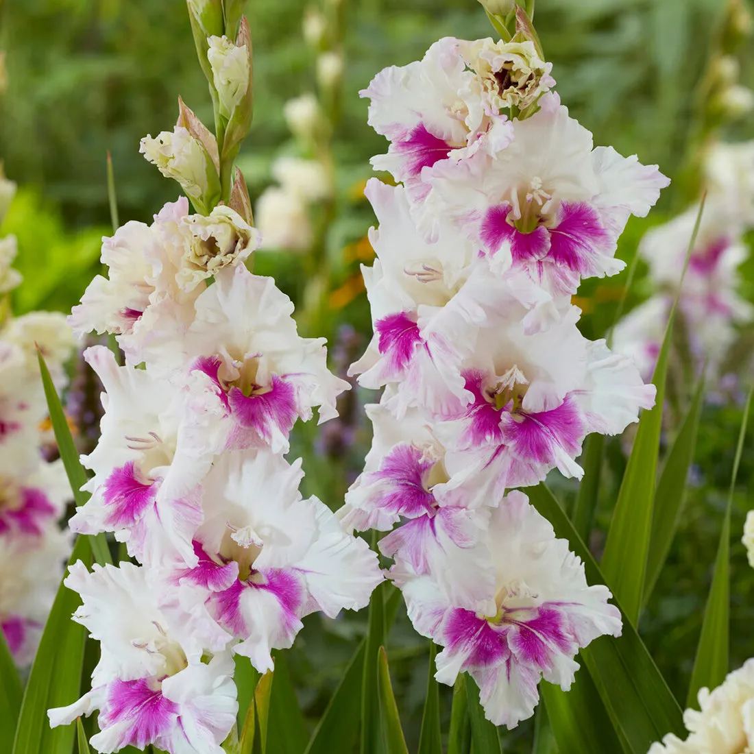 Gladiolus 'Violet Heart'
