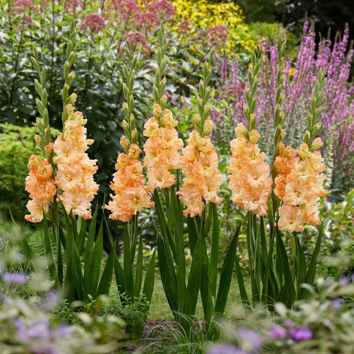 Gladiolus 'The Great Queen Elizabeth'
