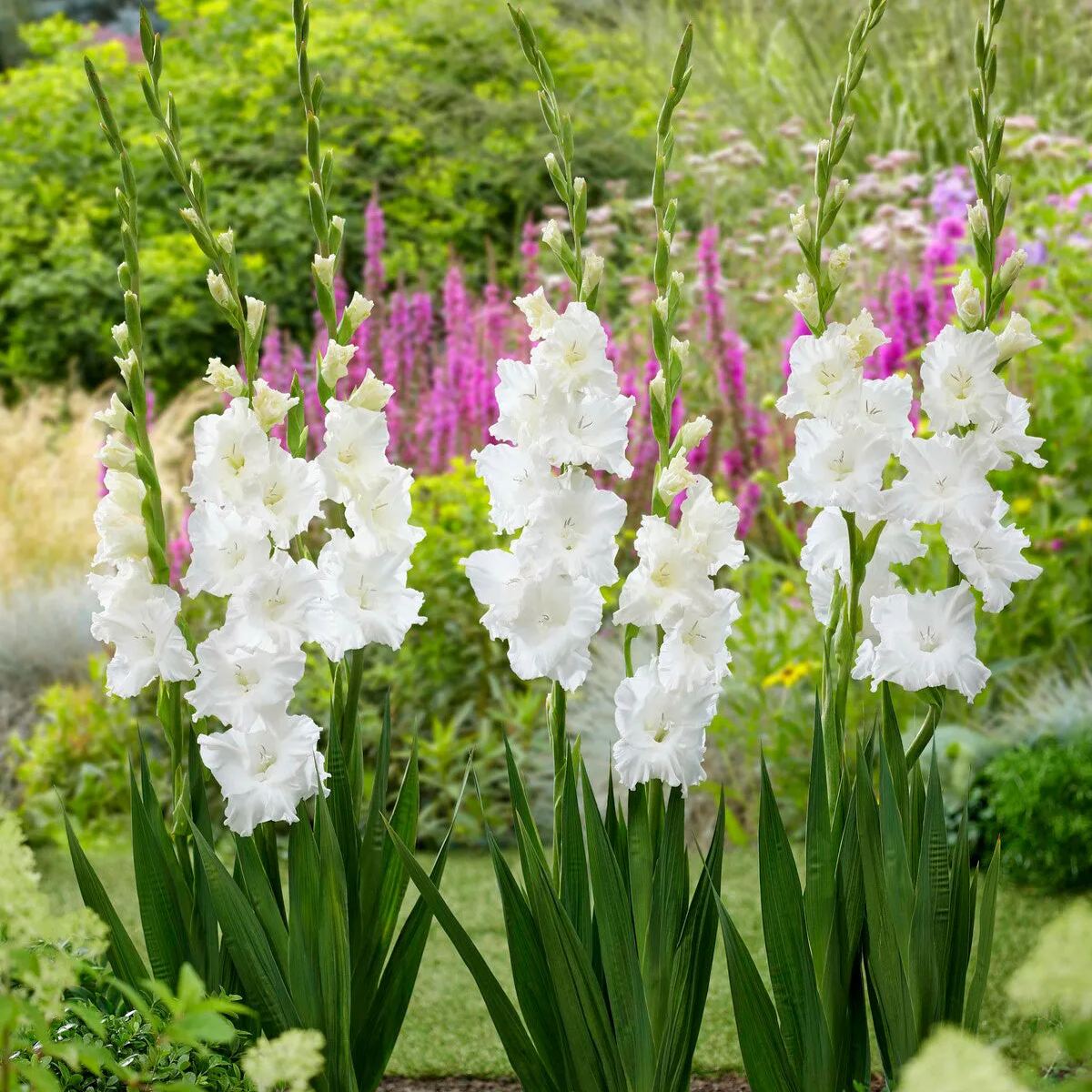 Gladiolus 'Tarantella'