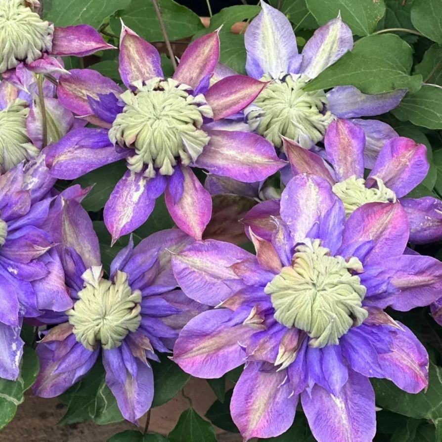 Clematis Magic Fountain Seeds 50/100/200PCS