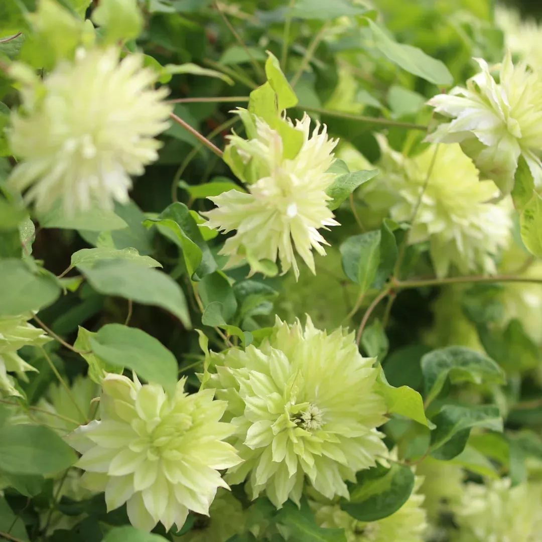 Clematis Wind Forest Seeds 50/100/200PCS
