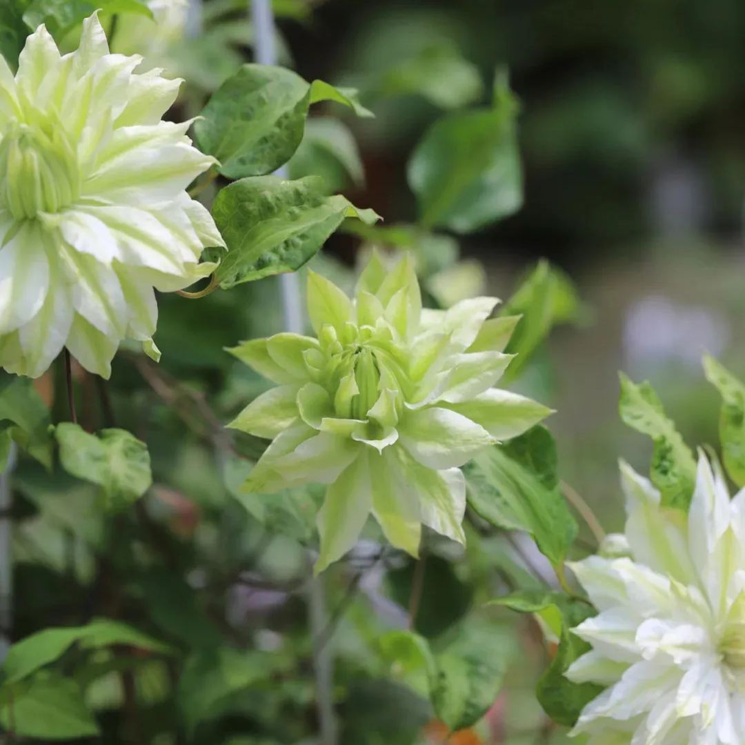 Clematis Wind Forest Seeds 50/100/200PCS