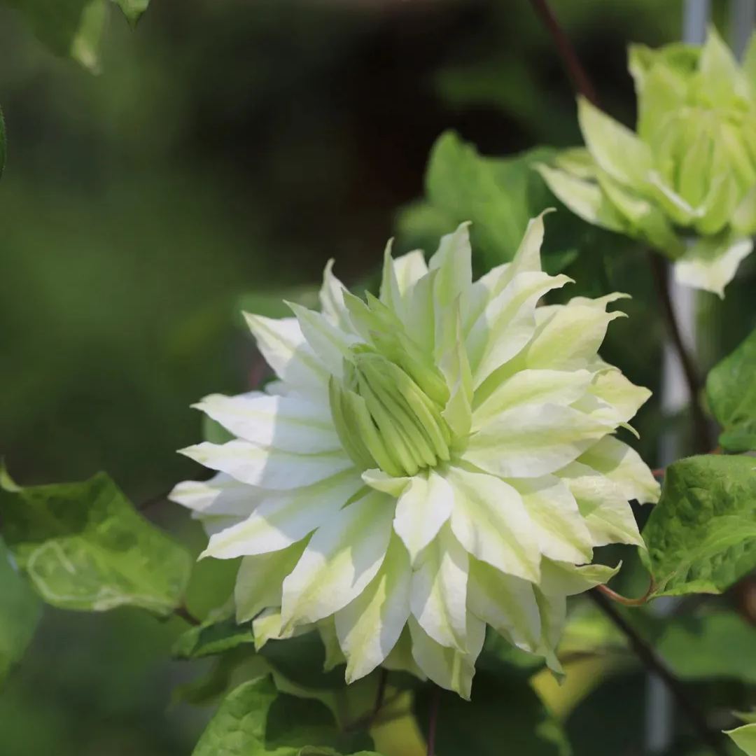 Clematis Wind Forest Seeds 50/100/200PCS