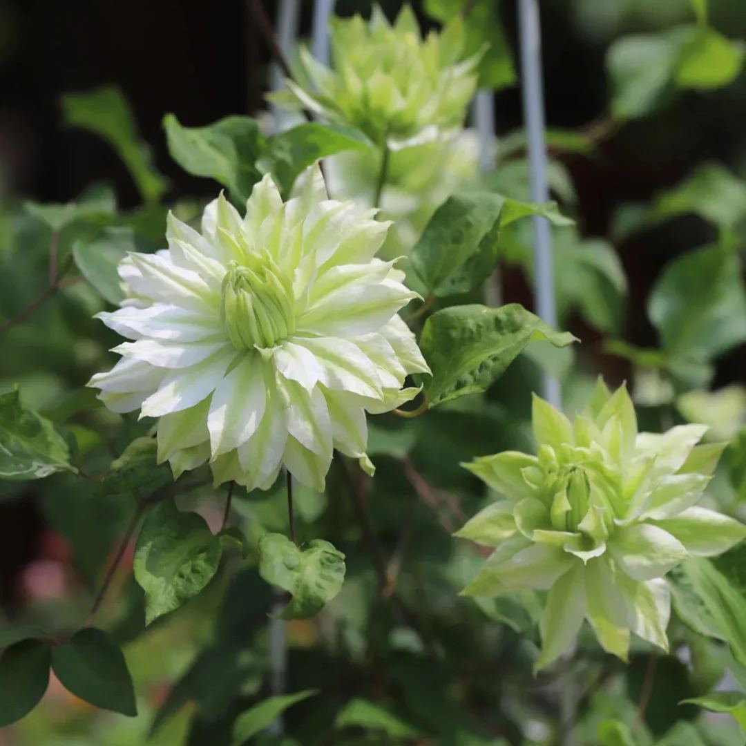 Clematis Wind Forest Seeds 50/100/200PCS