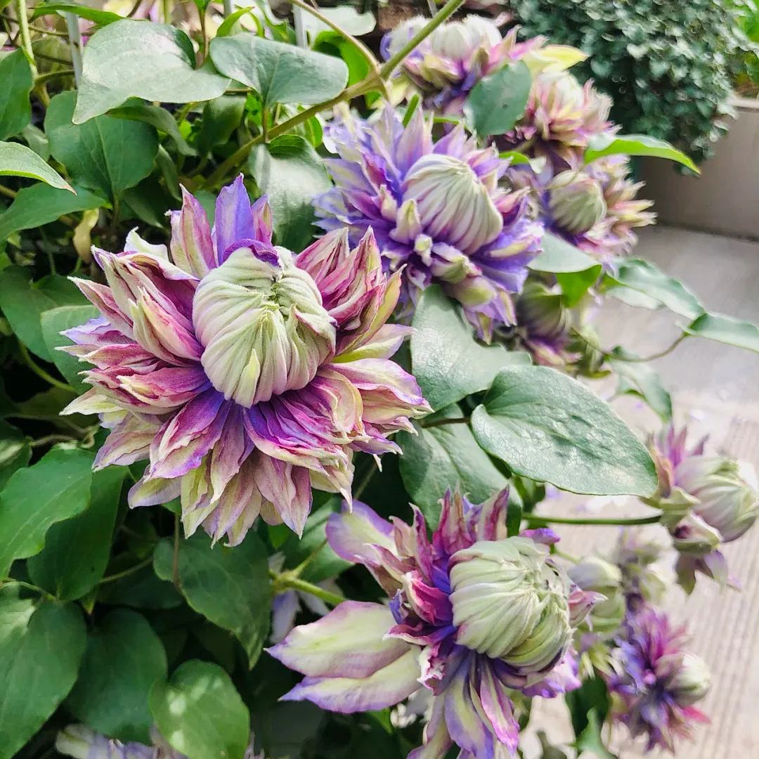 Clematis Magic Fountain Seeds 50/100/200PCS